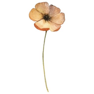 Vektör Suluboya çiçek çizimi. El çizimi çiçek tasarımı elementleri beyaz arkaplanda izole.