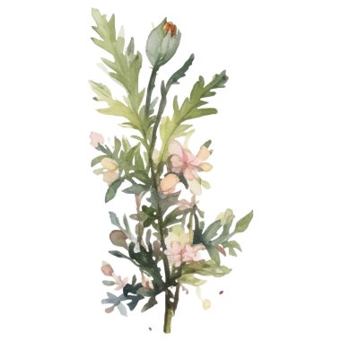 Vektör Suluboya çiçek çizimi. El çizimi çiçek tasarımı elementleri beyaz arkaplanda izole.