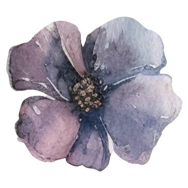 Vektör Suluboya çiçek çizimi. El çizimi çiçek tasarımı elementleri beyaz arkaplanda izole.