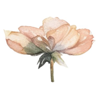 Vektör Suluboya çiçek çizimi. El çizimi çiçek tasarımı elementleri beyaz arkaplanda izole.