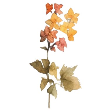 Vektör Suluboya çiçek çizimi. El çizimi çiçek tasarımı elementleri beyaz arkaplanda izole.