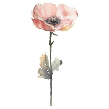 Vektör Suluboya çiçek çizimi. El çizimi çiçek tasarımı elementleri beyaz arkaplanda izole.