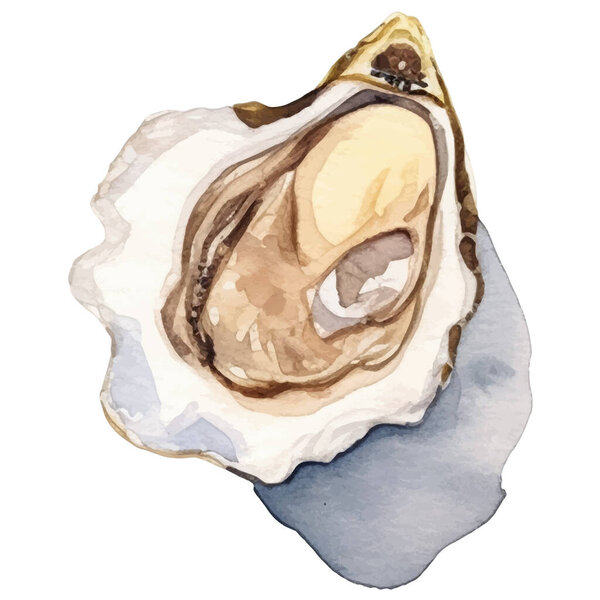 Устрицы с акварелью. Элемент дизайна из свежих морепродуктов на белом фоне.