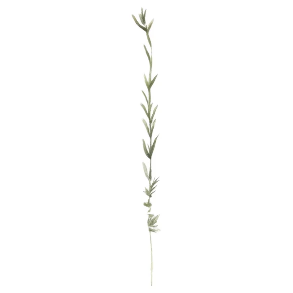 Векторная Акварель Ручной Рисунок Цветок Элементы Дизайна Изолированы Белом Фоне — стоковый вектор