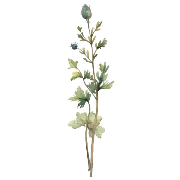 ベクターウォーターカラーは花のイラストを描きました 白い背景に分離された手描きの花のデザイン要素 — ストックベクタ