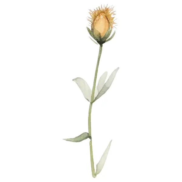 Vektör Suluboya Çiçek Çizimi Çizimi Çiçek Tasarımı Elementleri Beyaz Arkaplanda — Stok Vektör
