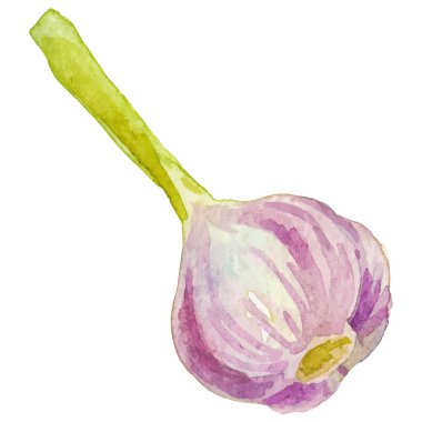 Sarımsak boyalı suluboya. El çizimi taze gıda tasarım elementi beyaz arka planda izole.