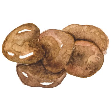 Suluboya boyalı istiridye mantarı El beyaz arka planda izole edilmiş taze gıda tasarımı elementi çizdi