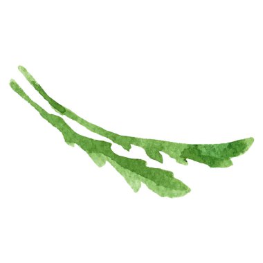 Suluboya yaprak. El çizimi taze gıda tasarım elementi beyaz arka planda izole.
