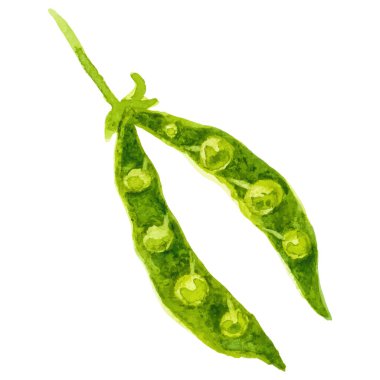 Bezelye boyası. El çizimi taze gıda tasarım elementi beyaz arka planda izole.