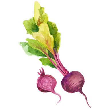 Suluboya pancar boyası. El çizimi taze gıda tasarım elementi beyaz arka planda izole.