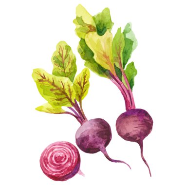 Suluboya pancar boyası. El çizimi taze gıda tasarım elementi beyaz arka planda izole.