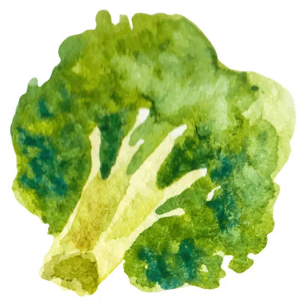 Brócolos Pintados Aquarela Elemento Design Alimentos Frescos Desenhados Mão Isolado — Vetor de Stock
