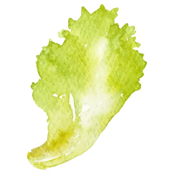 Akvarellfestett Saláta Kézzel Rajzolt Friss Élelmiszer Design Elem Elszigetelt Fehér — Stock Vector