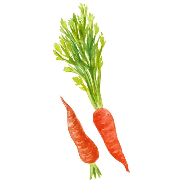 Морковь Акварелью Ручной Рисунок Свежие Продукты Питания Элемент Изолирован Белом Стоковый вектор