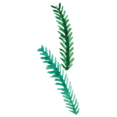 Suluboya çiçek yaprakları El çizimi çiçek tasarımı elementi beyaz arkaplanda izole