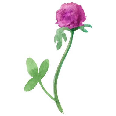 Vektör suluboya yonca çiçeği El çizim elementi beyaz arkaplanda izole