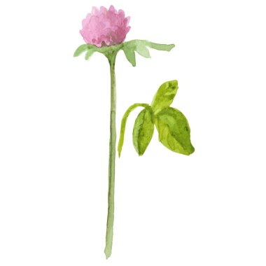 Vektör suluboya yonca çiçeği El çizim elementi beyaz arkaplanda izole