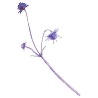 Çiçek boyalı vektör El çizilmiş çiçek tasarımı ögesi beyaz arkaplanda izole