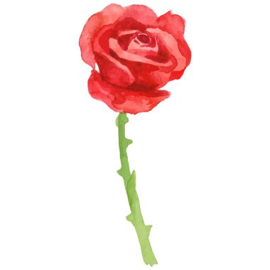 Vektör suluboya gül çiçeği. El çizimi tasarım ögesi beyaz arkaplanda izole edildi.