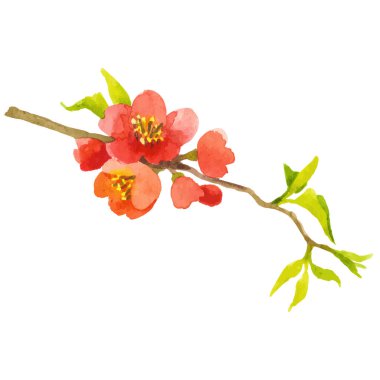 Vektör Suluboya Çiçek açan ağaç dalı El çizimi çiçek tasarım elementi beyaz üzerine izole