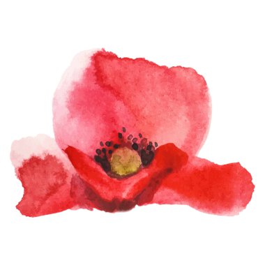 Haşhaş çiçeği boyalı vektör suluboya. El çizimi tasarım ögesi beyaz arkaplanda izole edildi.