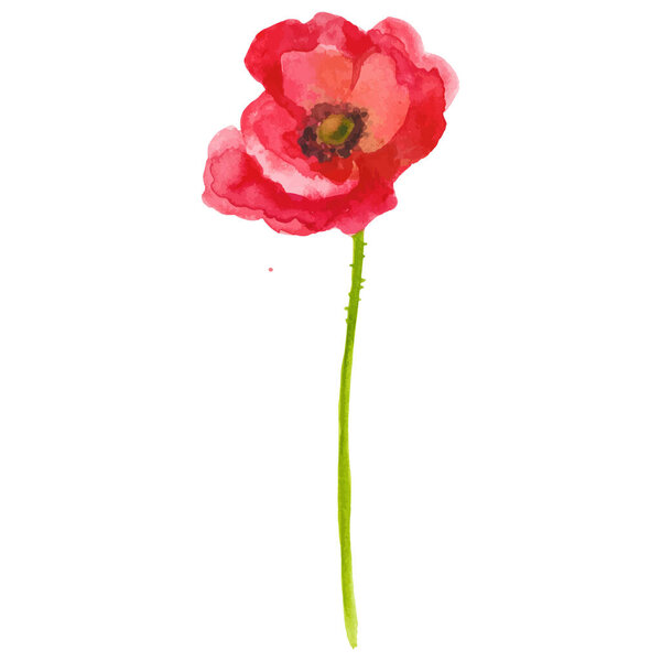 Векторный акварельный маковый цветок. Ручной рисунок элемент дизайна на белом фоне.