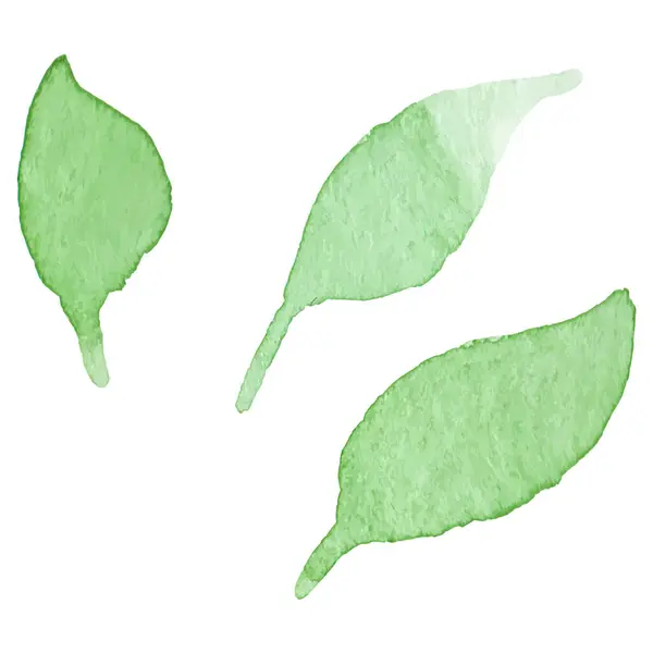 水彩画花叶子手绘花设计元素隔离在白色背景下 免版税图库矢量图片