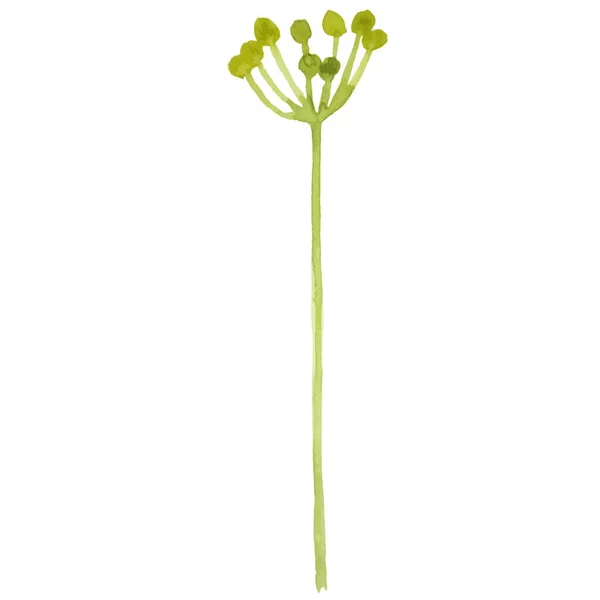 Suluboya Boyalı Çiçek Dalı Çizilmiş Çiçek Tasarımı Ögesi Beyaz Arkaplanda Telifsiz Stok Vektörler