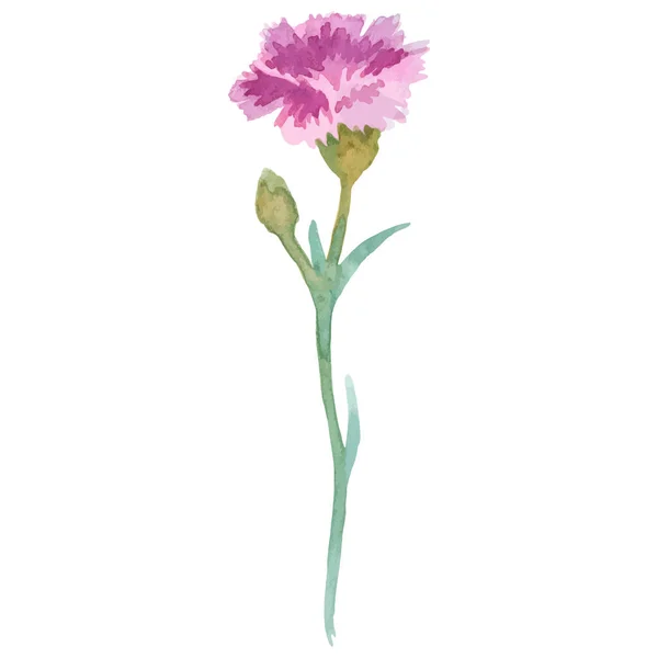 Watercolor Painted Carnation Flower Hand Drawn Design Element Isolated White Stock Illustration