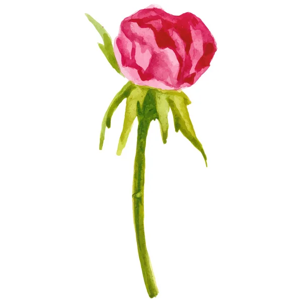 Vektorový Akvarel Maloval Růžovou Květinu Ručně Kreslený Designový Prvek Izolovaný Royalty Free Stock Ilustrace