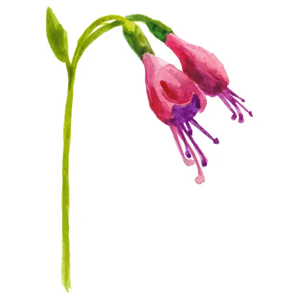Vektor Akvarel Malované Květiny Ručně Kreslený Květinový Design Prvek Izolované Royalty Free Stock Vektory
