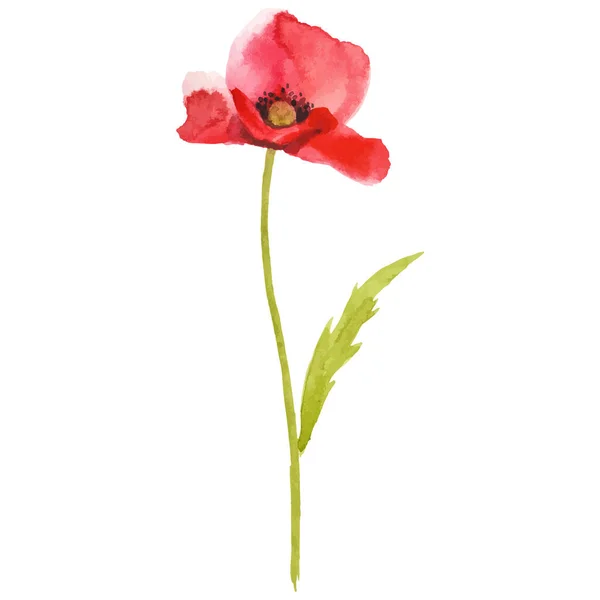 Vector Watercolor Painted Poppy Flower Hand Drawn Design Element Isolated Stock Illustration