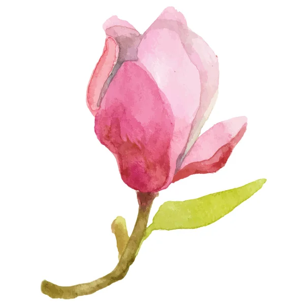 Wektor Akwarela Malowane Kwiat Magnolii Ręcznie Rysowane Element Projektu Izolowane Wektor Stockowy