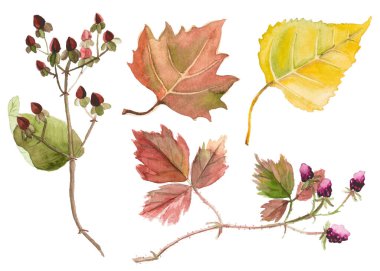 Sonbahar yapraklarının soyut suluboya koleksiyonu. El çizimi doğa elementleri beyaz arkaplanda izole.