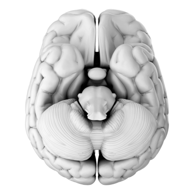 İnsan beyninin 3 boyutlu görüntülemesi şeffaf arkaplanda izole edildi