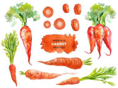 Vektör suluboya havuç. El çizimi tasarım ögeleri beyaz arkaplanda izole edildi.