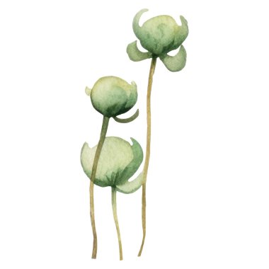 Vektör Suluboya çiçek çizimi. El çizimi çiçek tasarımı elementleri beyaz arkaplanda izole.