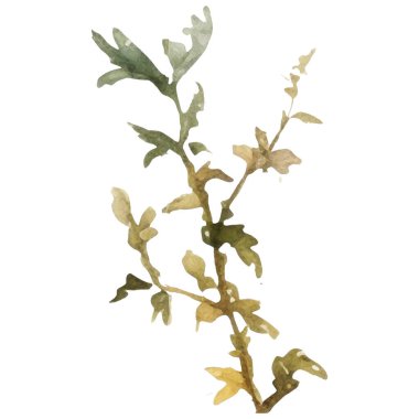 Vektör Suluboya çiçek çizimi. El çizimi çiçek tasarımı elementleri beyaz arkaplanda izole.