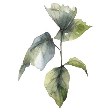 Vektör Suluboya çiçek çizimi. El çizimi çiçek tasarımı elementleri beyaz arkaplanda izole.