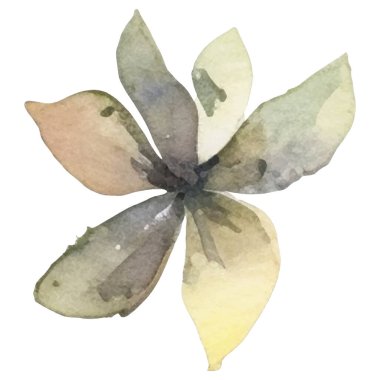 Vektör Suluboya çiçek çizimi. El çizimi çiçek tasarımı elementleri beyaz arkaplanda izole.