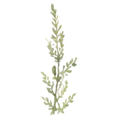 Vektör Suluboya çiçek çizimi. El çizimi çiçek tasarımı elementleri beyaz arkaplanda izole.