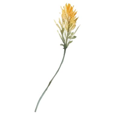 Vektör Suluboya çiçek çizimi. El çizimi çiçek tasarımı elementleri beyaz arkaplanda izole.