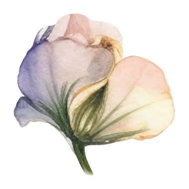 Vektör Suluboya çiçek çizimi. El çizimi çiçek tasarımı elementleri beyaz arkaplanda izole.