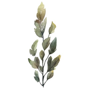 Vektör Suluboya çiçek çizimi. El çizimi çiçek tasarımı elementleri beyaz arkaplanda izole.