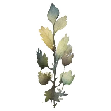 Vektör Suluboya çiçek çizimi. El çizimi çiçek tasarımı elementleri beyaz arkaplanda izole.