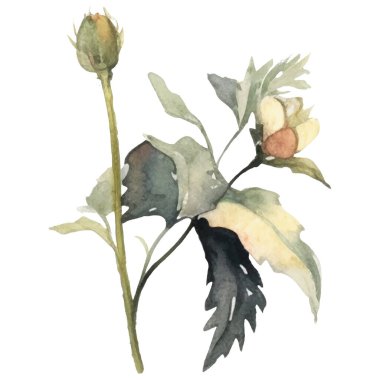 Vektör Suluboya çiçek çizimi. El çizimi çiçek tasarımı elementleri beyaz arkaplanda izole.