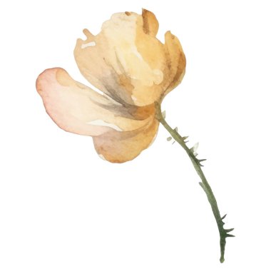 Vektör Suluboya çiçek çizimi. El çizimi çiçek tasarımı elementleri beyaz arkaplanda izole.