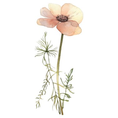 Vektör Suluboya çiçek çizimi. El çizimi çiçek tasarımı elementleri beyaz arkaplanda izole.