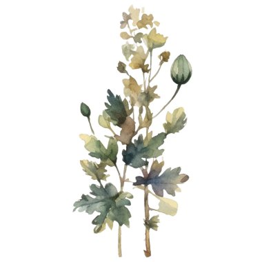 Vektör Suluboya çiçek çizimi. El çizimi çiçek tasarımı elementleri beyaz arkaplanda izole.